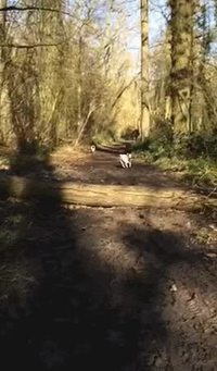 Sauts de chiens