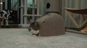 Combat de chats