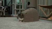 Combat de chats