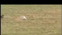 Deux lévriers et un lapin