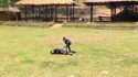 Un éléphant protège son maitre d'un agresseur