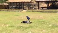 Un éléphant protège son maitre d'un agresseur