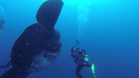Rencontre avec un poisson lune