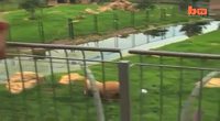 Gros chat joue à la baballe