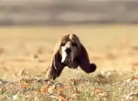 Chien.gif