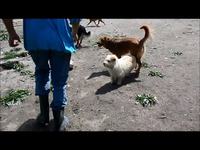 450 chiens jouent ensemble dans un refuge en Serbie