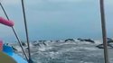 Des centaines de dauphins accompagnent un bateau