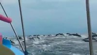 Des centaines de dauphins accompagnent un bateau
