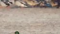 L'attaque efficace d'un rapace sur un canard