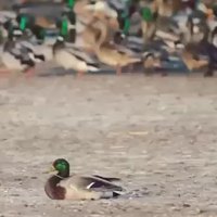 L'attaque efficace d'un rapace sur un canard