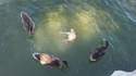 Rite satanique de canards