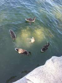 Rite satanique de canards