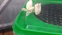 Je suis une fleur