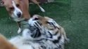 Un tigre attaqué par une meute de chiens