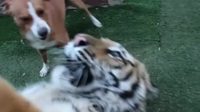 Un tigre attaqué par une meute de chiens