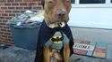 Batdog
