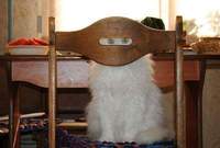 Quelqu'un aurait vu mon chat ?