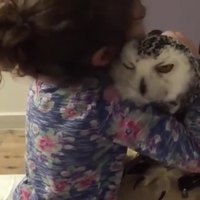 Gros câlin à une chouette
