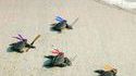 Tortues ninja