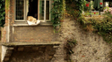 Petite sieste à la fenêtre