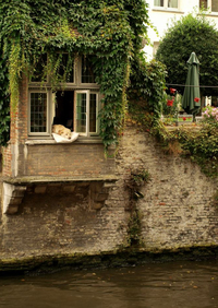 Petite sieste à la fenêtre