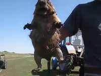 Le cri d'une marmotte effrayée