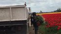 Chargement de roses