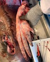 Les baleines ont des mains