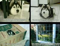 "J'ai un husky qui a été élevé au milieu des chats"