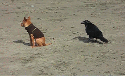 Sur la plage se tenait un chien, attiré par son pelage, un corbeau à lui vint.