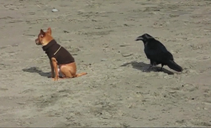 Le chien et le corbeau