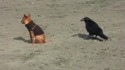 Le chien et le corbeau