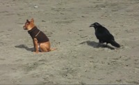 Le chien et le corbeau