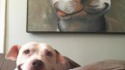 Happy doge