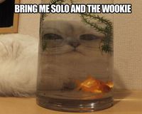 Sheba Le Hutt