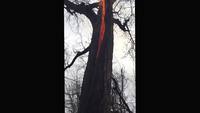Arbre en feu