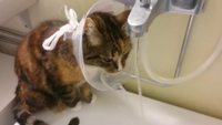 Astuce pour chat avec collerette