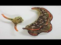 Décapitée, la limace de mer peut faire repousser ses organes .