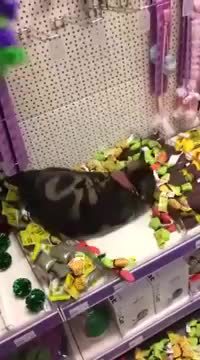 Un chat s'incruste dans une boutique pour animaux