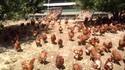 Coucou les poules