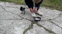 Une corneille essaye d'embrouiller un mec pour lui voler sa poele