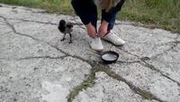 Une corneille essaye d'embrouiller un mec pour lui voler sa poele