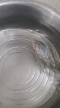 Un poisson gelé revient à la vie