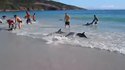 Echouage de dauphins