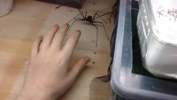 Mumuse avec une amblypyge "Euphrynichus amanica"