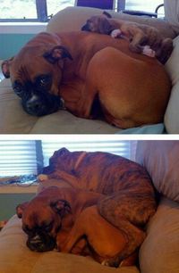 Boxers avant/après