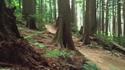 Descente en roller dans la forêt