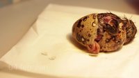 Il donne naissance à un poussin avec un oeuf de supermarché