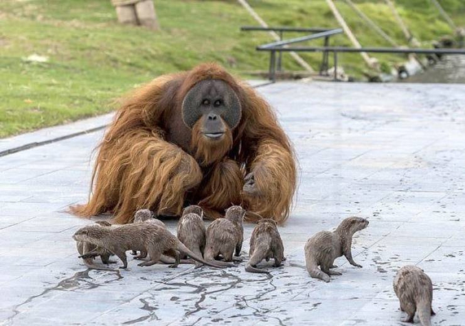 au zoo de Pairi Daiza en Belgique (fermé en raison du coronavirus), les soigneurs organisent des rencontres entre les animaux pour les occuper.
