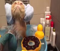 La vie de princesse
